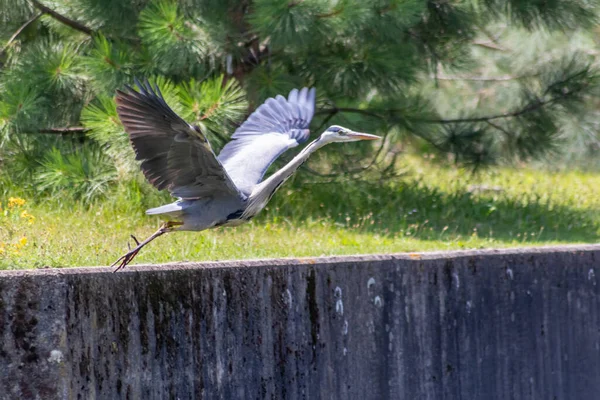 Impozant Gri Heron Decolare Pentru Călătorie Iaz Mare Grădină Vânătoare — Fotografie, imagine de stoc
