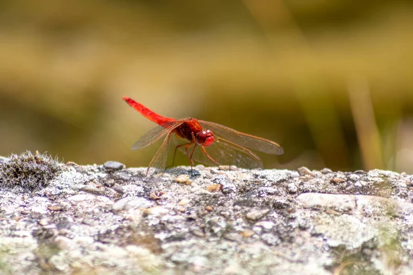 Büyük Kırmızı Yusufçuk Odonata Güneşteki Bir Taşın Üzerinde Isınarak Bir — Stok fotoğraf