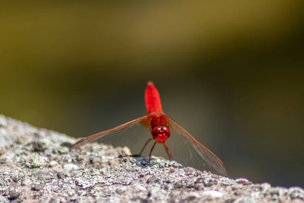 Big red dragonfly (odonata) warming up on a stone in the sun for the next hunt for insects has big filigree wings, a red body and big red facette eyes as elegant pilot to grab flies and mosquitos