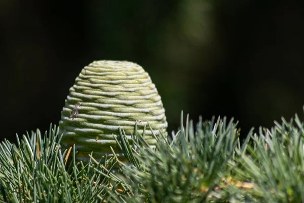 Cone Pinheiro Verde Agulhas — Fotografia de Stock
