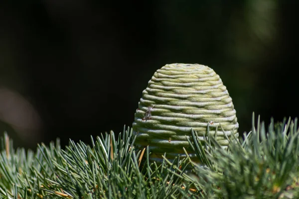 Cone Pinheiro Verde Agulhas — Fotografia de Stock