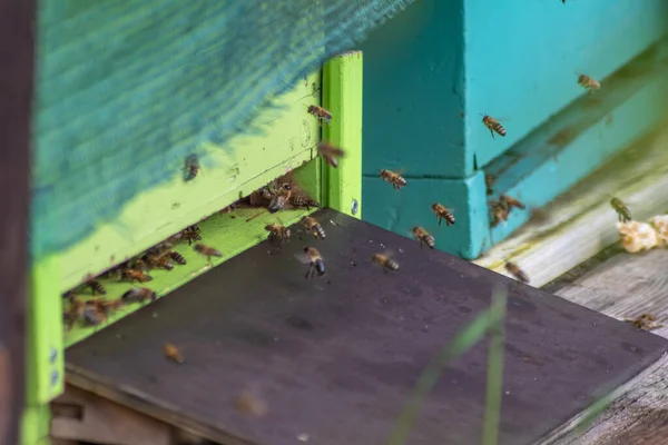 Beehive Apiarist Beekeeper Beemaster Apiculturist Shows Heavy Bee Traffic Gate — Stock Photo, Image