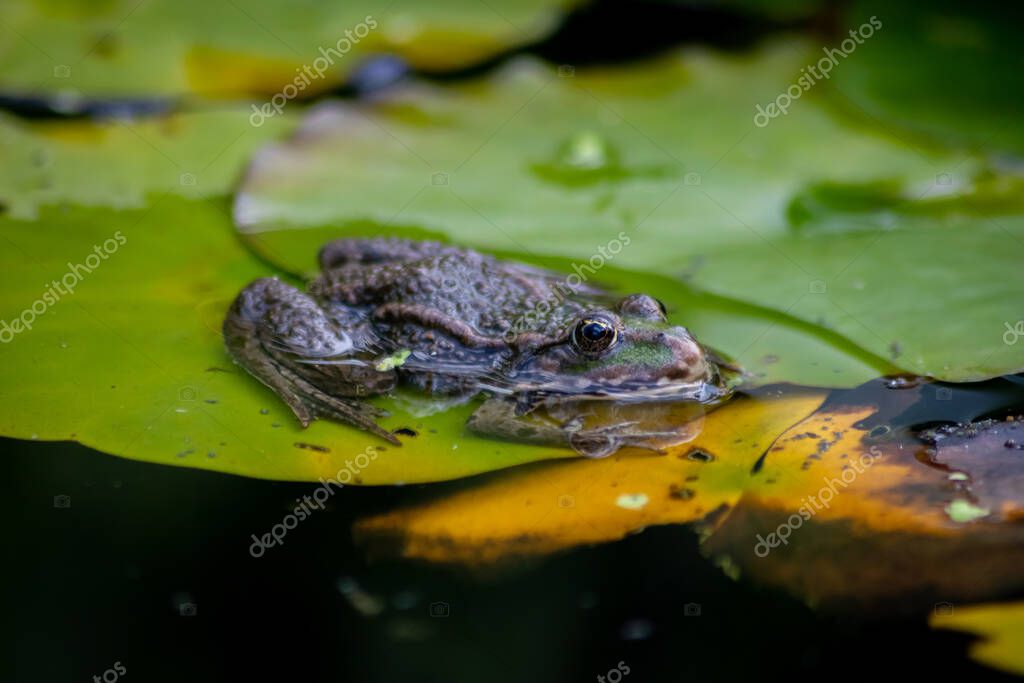 Gran rana verde acechando en un estanque para insectos como abejas y moscas en primer plano y