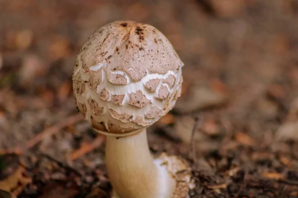 Grand Champignon Brun Dans Forêt Peut Être Toxique Dans Nature — Photo