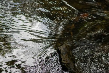 Doğadaki güzel su akıntısı