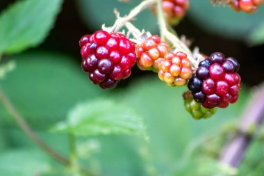 Kendi bahçenizde yetişen olgun böğürtlenli ve vitamin açısından zengin sağlıklı bir yaşam tarzı meyveli bir smoothie için mükemmel bir temeldir.