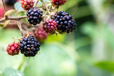 Kendi bahçenizde yetişen olgun böğürtlenli ve vitamin açısından zengin sağlıklı bir yaşam tarzı meyveli bir smoothie için mükemmel bir temeldir.