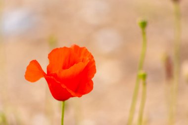 Kırmızı gelincik çiçeğine yaklaş 