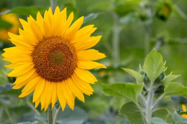 Yazın sürdürülebilir ayçiçeği tarlası organik gıda ve bal üretimi için güzel bir çayır olarak büyüyen tek kişilik bir tarla kültürü gösteriyor.