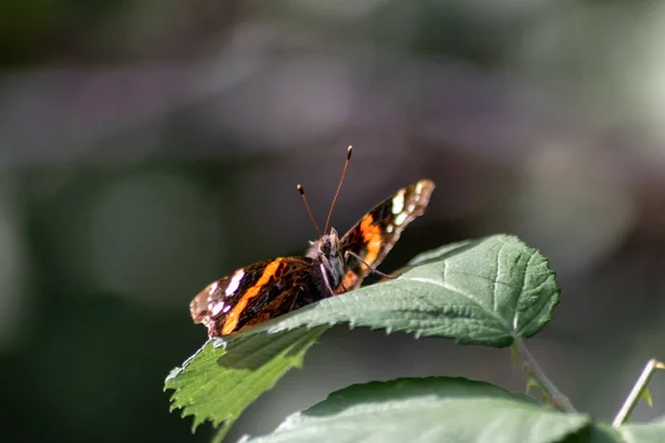 Papillon Sur Feuille Verte Dans Nature — Photo