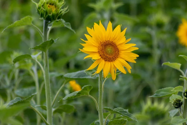 Sustainable Agriculture Field Sunflowers Summer Shows Blooming Mono Culture Plantation — Stock Photo, Image