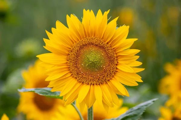 Sustainable agriculture field of sunflowers in summer shows a blooming mono culture of plantation growing as organic food and beautiful meadow for bees and honey production