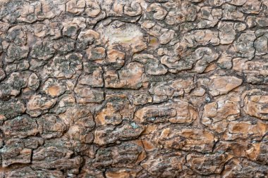 Kaba kabuk yakın çekim doğal gübre ve organik yapıları gösterir ahşap duvar kağıtları için ahşap zemin ya da kereste endüstrisi konuları ayrıntılı kabuklu makro ve izole kereste dokusu ile