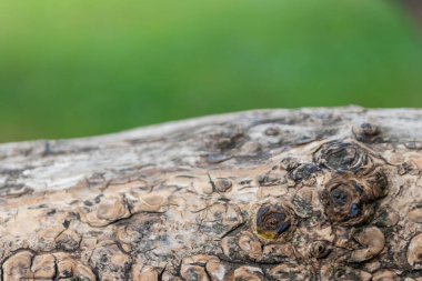 Yeşil arkaplanda ağaç kabuğu