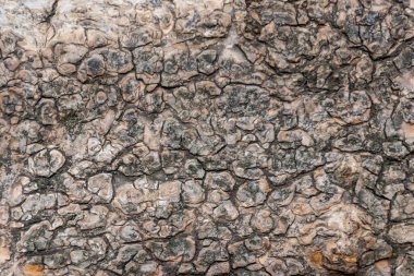 Kaba kabuk yakın çekim doğal gübre ve organik yapıları gösterir ahşap duvar kağıtları için ahşap zemin ya da kereste endüstrisi konuları ayrıntılı kabuklu makro ve izole kereste dokusu ile