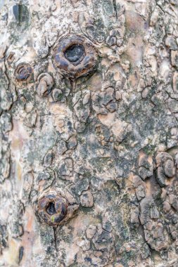 Kaba kabuk yakın çekim doğal gübre ve organik yapıları gösterir ahşap duvar kağıtları için ahşap zemin ya da kereste endüstrisi konuları ayrıntılı kabuklu makro ve izole kereste dokusu ile