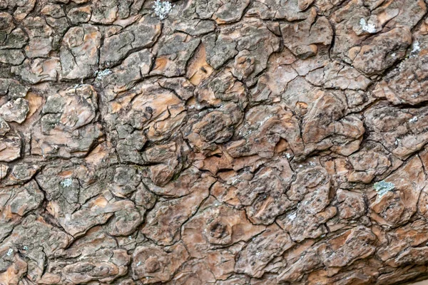 Zbliżenie Szorstkiej Kory Pokazuje Naturalną Patynę Struktury Organiczne Jako Drewniane — Zdjęcie stockowe