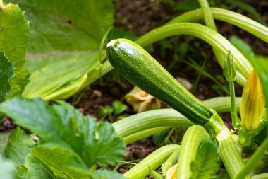 Mutfak bahçesinde ya da sebze bahçesinde yetişen ekilmiş organik kabak (cucurbita pepo), vejetaryenler için sağlıklı bir besindir.