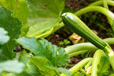 Mutfak bahçesinde ya da sebze bahçesinde yetişen ekilmiş organik kabak (cucurbita pepo), vejetaryenler için sağlıklı bir besindir.