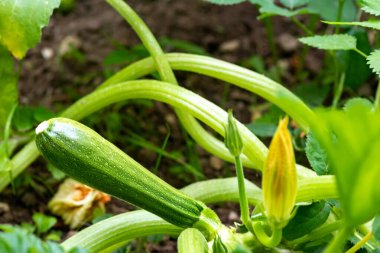 Mutfak bahçesinde ya da sebze bahçesinde yetişen ekilmiş organik kabak (cucurbita pepo), vejetaryenler için sağlıklı bir besindir.