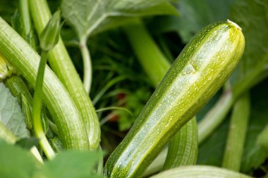 Mutfak bahçesinde ya da sebze bahçesinde yetişen ekilmiş organik kabak (cucurbita pepo), vejetaryenler için sağlıklı bir besindir.