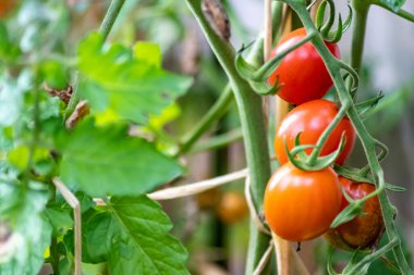 Evde yetişen kiraz domatesleri sebze bahçesinde organik gıda ve organik sebzeler olarak sallanıyor vejetaryenler ve vejetaryenler için ilaçsız sağlıklı bir besin için.