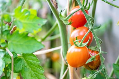Evde yetişen kiraz domatesleri sebze bahçesinde organik gıda ve organik sebzeler olarak sallanıyor vejetaryenler ve vejetaryenler için ilaçsız sağlıklı bir besin için.
