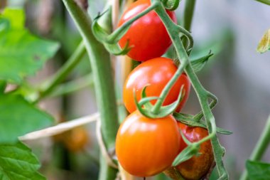 Evde yetişen kiraz domatesleri sebze bahçesinde organik gıda ve organik sebzeler olarak sallanıyor vejetaryenler ve vejetaryenler için ilaçsız sağlıklı bir besin için.