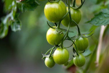Evde yetişen kiraz domatesleri sebze bahçesinde organik gıda ve organik sebzeler olarak sallanıyor vejetaryenler ve vejetaryenler için ilaçsız sağlıklı bir besin için.
