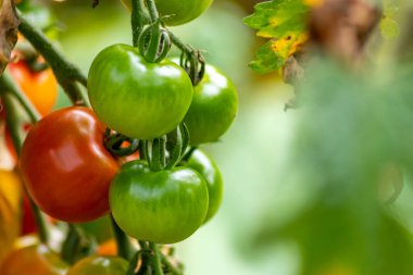 Evde yetişen kiraz domatesleri sebze bahçesinde organik gıda ve organik sebzeler olarak sallanıyor vejetaryenler ve vejetaryenler için ilaçsız sağlıklı bir besin için.