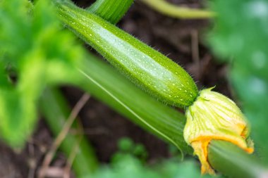 Mutfak bahçesinde ya da sebze bahçesinde yetişen ekilmiş organik kabak (cucurbita pepo), vejetaryenler için sağlıklı bir besindir.