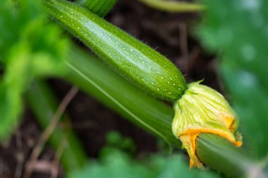 Mutfak bahçesinde ya da sebze bahçesinde yetişen ekilmiş organik kabak (cucurbita pepo), vejetaryenler için sağlıklı bir besindir.