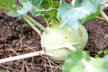 Organik sebze lahana Alman şalgamı sağlıklı beslenme ve taze şalgam bitkisi için organik kohlrabi tarlası olarak vejetaryenler ve vejetaryenler için tarımsal kohlrabi hasat ve plantasyonu gösteriyor.