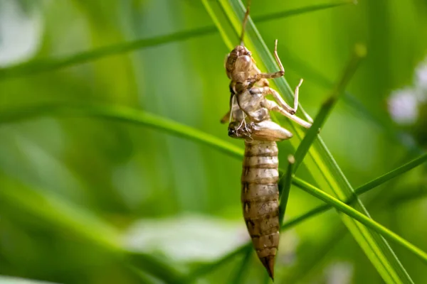 잠자리 애벌레는 애벌레에서 성게로 탈바꿈하여 고치를 잠자리로 가는데 유충은 목가적 — 스톡 사진