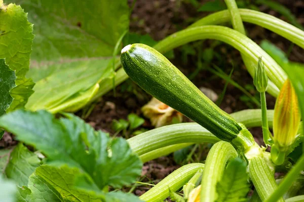 Kultivierte Biologische Zucchini Cucurbita Pepo Die Einem Gemüse Oder Gemüsegarten — Stockfoto