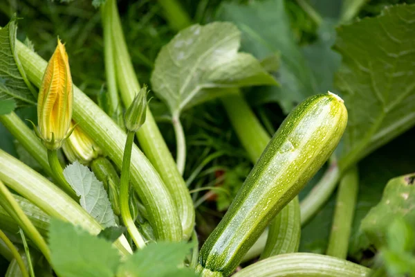 Kultivierte Biologische Zucchini Cucurbita Pepo Die Einem Gemüse Oder Gemüsegarten — Stockfoto