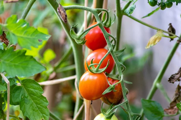 Kirschtomaten Die Hause Angebaut Werden Und Gemüsegarten Reifen Und Hängen — Stockfoto