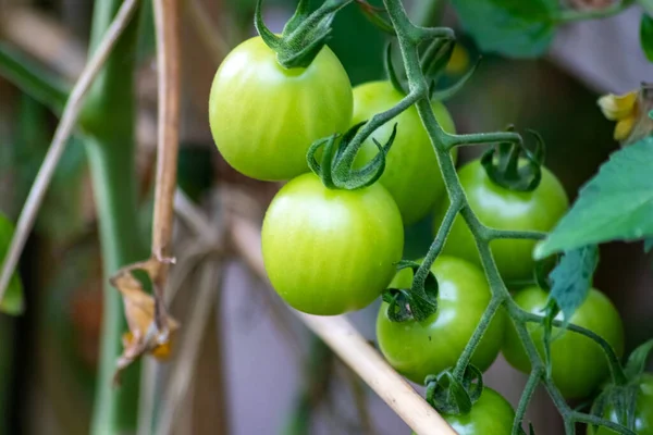 Kirschtomaten Die Hause Angebaut Werden Und Gemüsegarten Reifen Und Hängen — Stockfoto