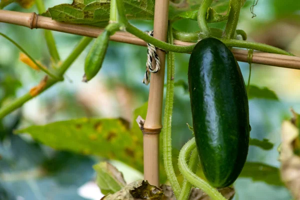 Pepino Verde Pendurado Galho Árvore — Fotografia de Stock