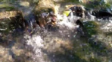 Sakin derede küçük dalgalar ve taşlarla dolu yeşil bir orman manzarasında yüzen Idyllic nehri temiz suyla yürüyüş turizmini rahatlatıyor ve hareketli harika sağlıklı bir çevreyi gösteriyor.