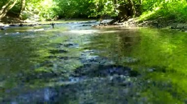 Sakin derede küçük dalgalar ve taşlarla dolu yeşil bir orman manzarasında yüzen Idyllic nehri temiz suyla yürüyüş turizmini rahatlatıyor ve hareketli harika sağlıklı bir çevreyi gösteriyor.