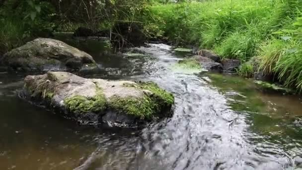 Calmo Rio Flutuante Com Uma Passagem Peixe Natural Vale Idílico — Vídeo de Stock