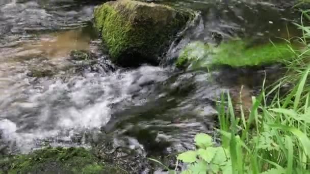 Lugn Flytande Flod Med Naturlig Fisk Passerar Idyllisk Dal Visar — Stockvideo