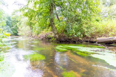 Su kristal berrak su ile sakin bir dere ve deniz yolu boyunca yürüyüş yapmak için cennet manzarası. Yeşil bir orman ve temiz havası olan manzaralı vahşi doğanın tadını çıkarmak için.