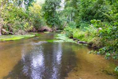 Su kristal berrak su ile sakin bir dere ve deniz yolu boyunca yürüyüş yapmak için cennet manzarası. Yeşil bir orman ve temiz havası olan manzaralı vahşi doğanın tadını çıkarmak için.