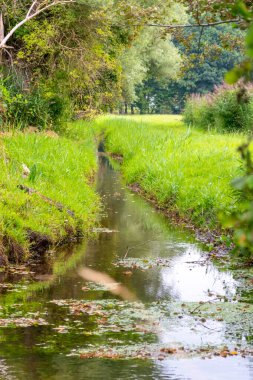 Su kristal berrak su ile sakin bir dere ve deniz yolu boyunca yürüyüş yapmak için cennet manzarası. Yeşil bir orman ve temiz havası olan manzaralı vahşi doğanın tadını çıkarmak için.