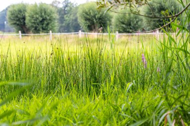 Yeşil çayır ya da çimen ve bitkilerle dolu bir alan
