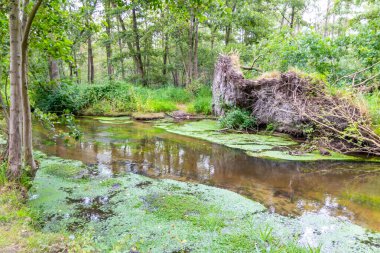 Kasırgadan sonraki kökünden sökülmüş ağaçlar, sakin bir nehir ve sakin bir derede, nehrin kenarındaki ağaçlar ve ıssız arazide devrilmiş ağaçlarla birlikte aşırı hava koşullarını gösteriyor.