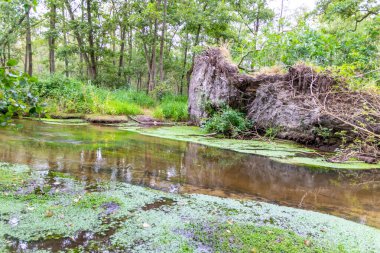 Kasırgadan sonraki kökünden sökülmüş ağaçlar, sakin bir nehir ve sakin bir derede, nehrin kenarındaki ağaçlar ve ıssız arazide devrilmiş ağaçlarla birlikte aşırı hava koşullarını gösteriyor.