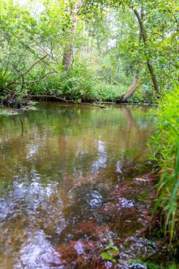 Su kristal berrak su ile sakin bir dere ve deniz yolu boyunca yürüyüş yapmak için cennet manzarası. Yeşil bir orman ve temiz havası olan manzaralı vahşi doğanın tadını çıkarmak için.